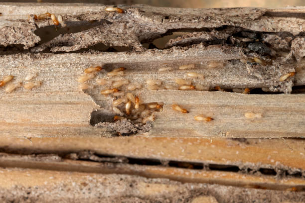 Best Exterminator Services  in Lexington, SC