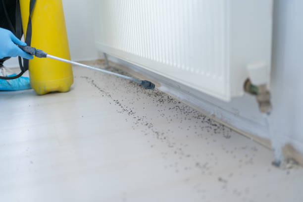 Best Flea Control Services  in Lexington, SC